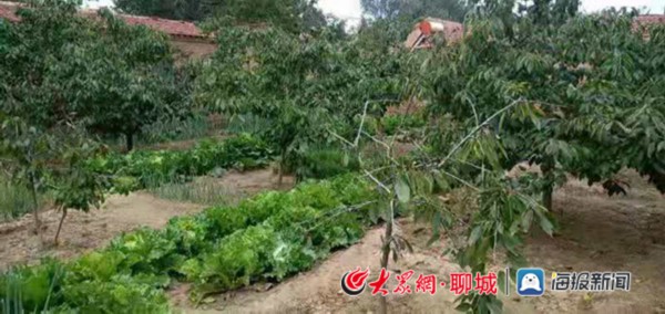 冠县清水镇:樱桃种植美庭院,庭院经济富农家