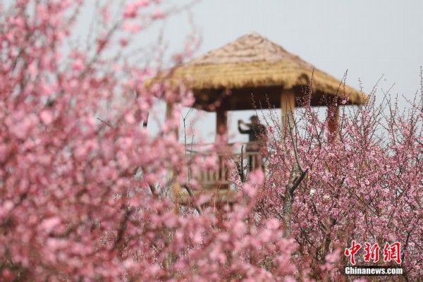 3月11日,南京溧水秦淮梅园,盛开的梅花接连成片,呈现"粉色海洋".