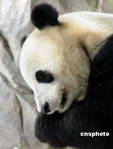 美国租借大熊猫白云攻击饲养员致人重伤
