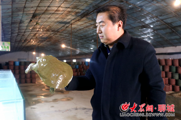 甲鱼养殖致富经_养殖甲鱼富豪_致富经养甲鱼