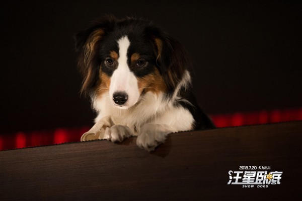 《汪星卧底》"卧底天团"亮相 犬力出击"笑"傲暑期