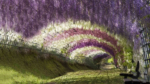 Wisteria Tunnel˶ʵ