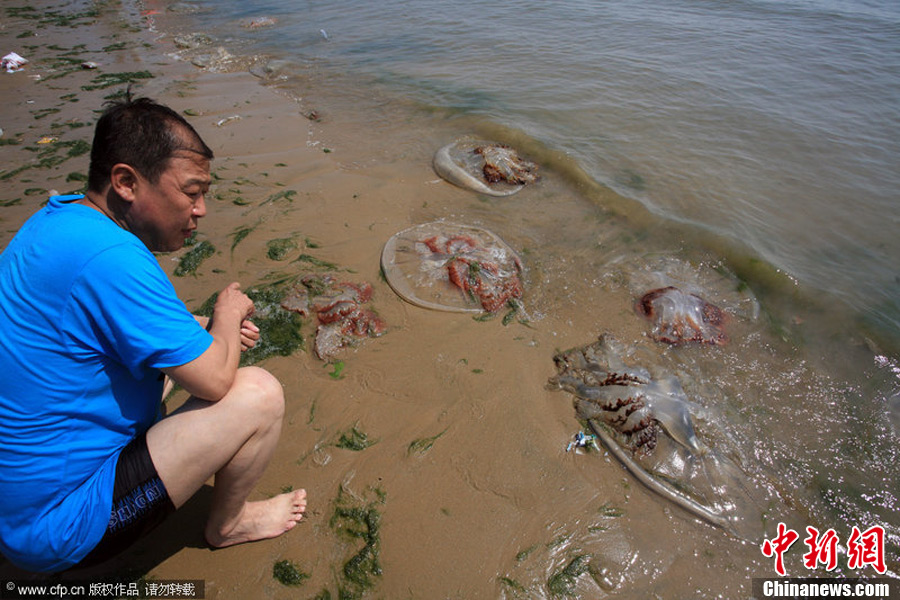 中国最大的水母图片
