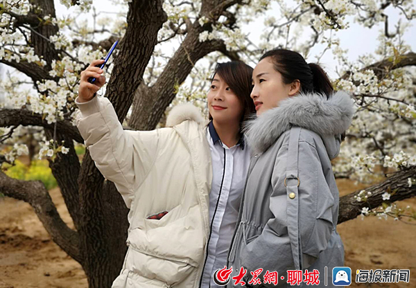万亩梨花始盛开 冠县第十四届梨园文化观光周正式启动