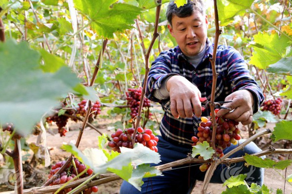 "冰美人"葡萄进入采摘期,葡萄种植户张本建剪下新鲜的葡萄