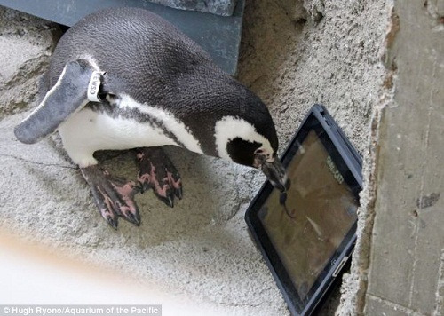 企鹅玩iPad“捉老鼠”游戏